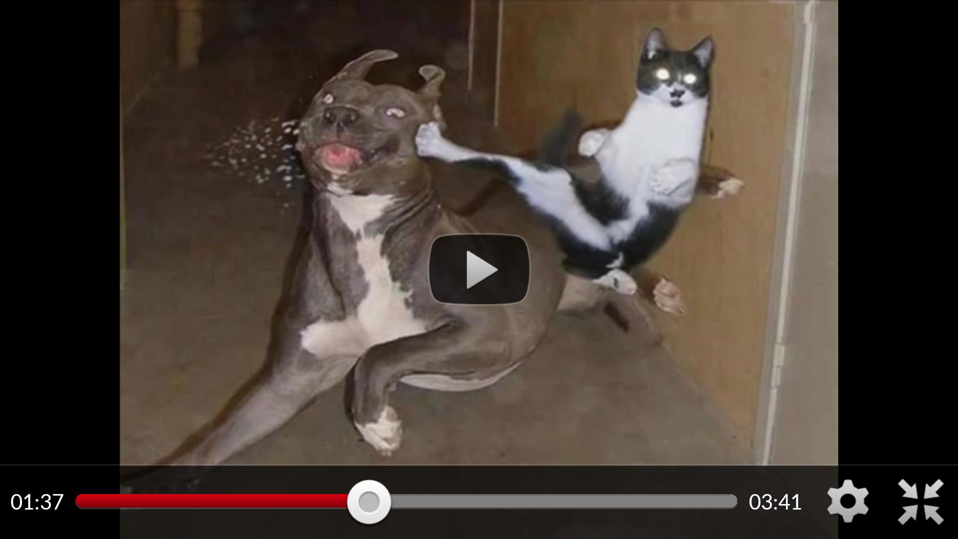 Funny Animal Videos