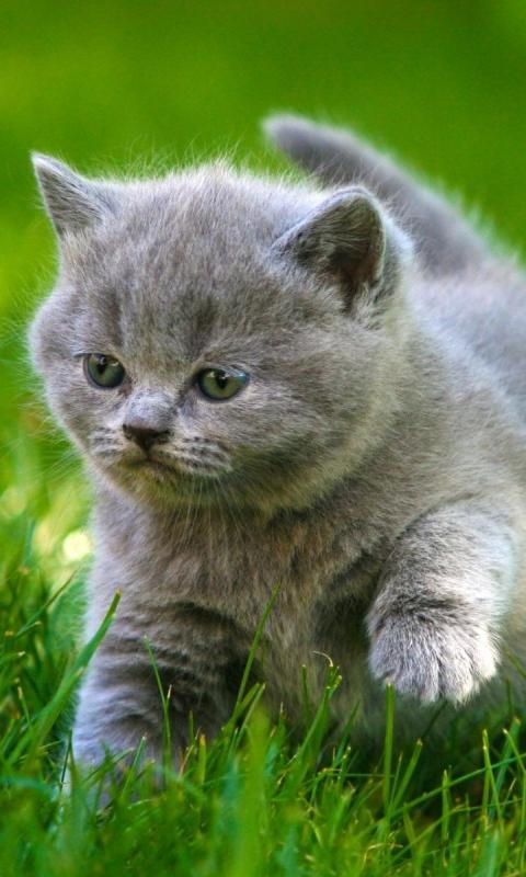 Baby Cat