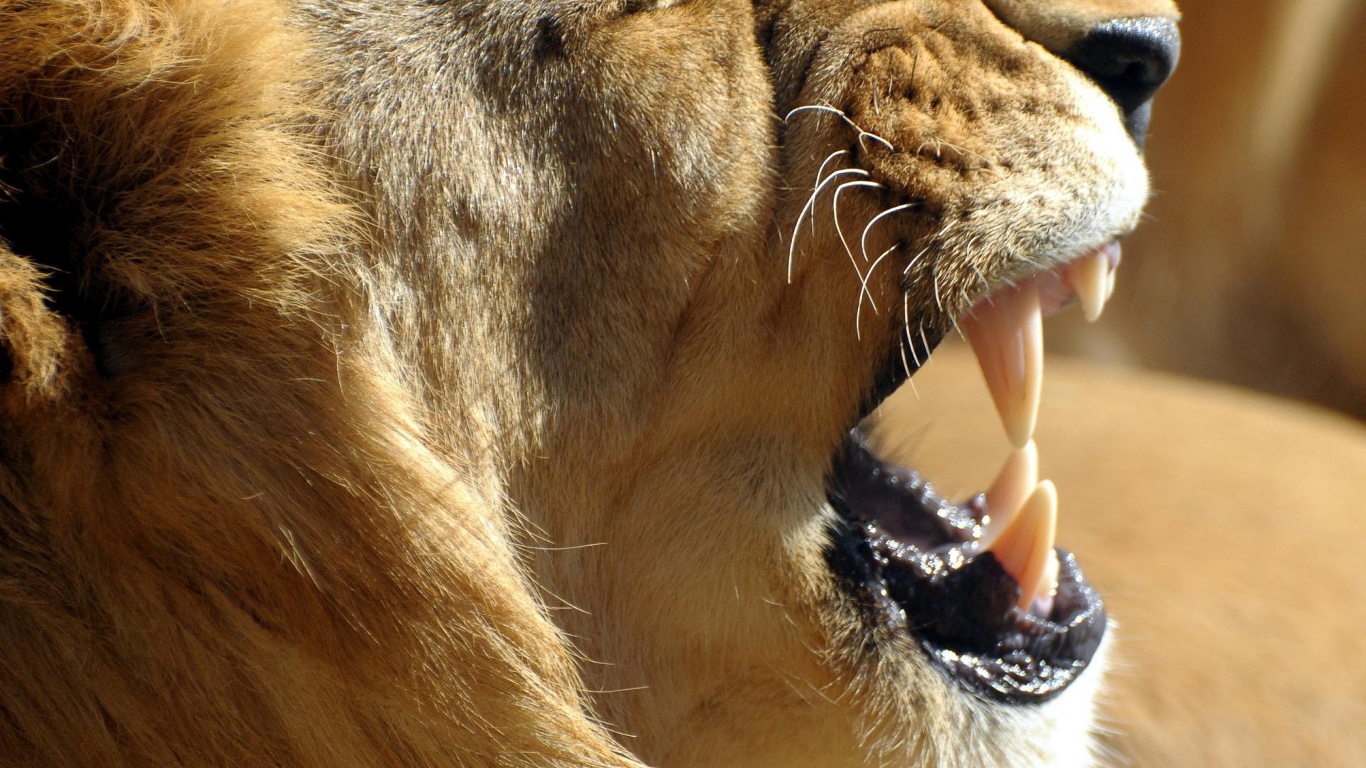 Lions Wallpaper
