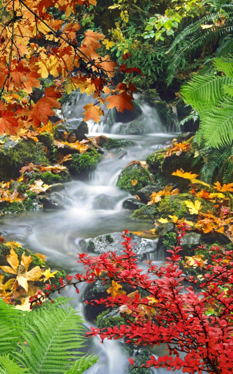 Forest, waterfall, lake