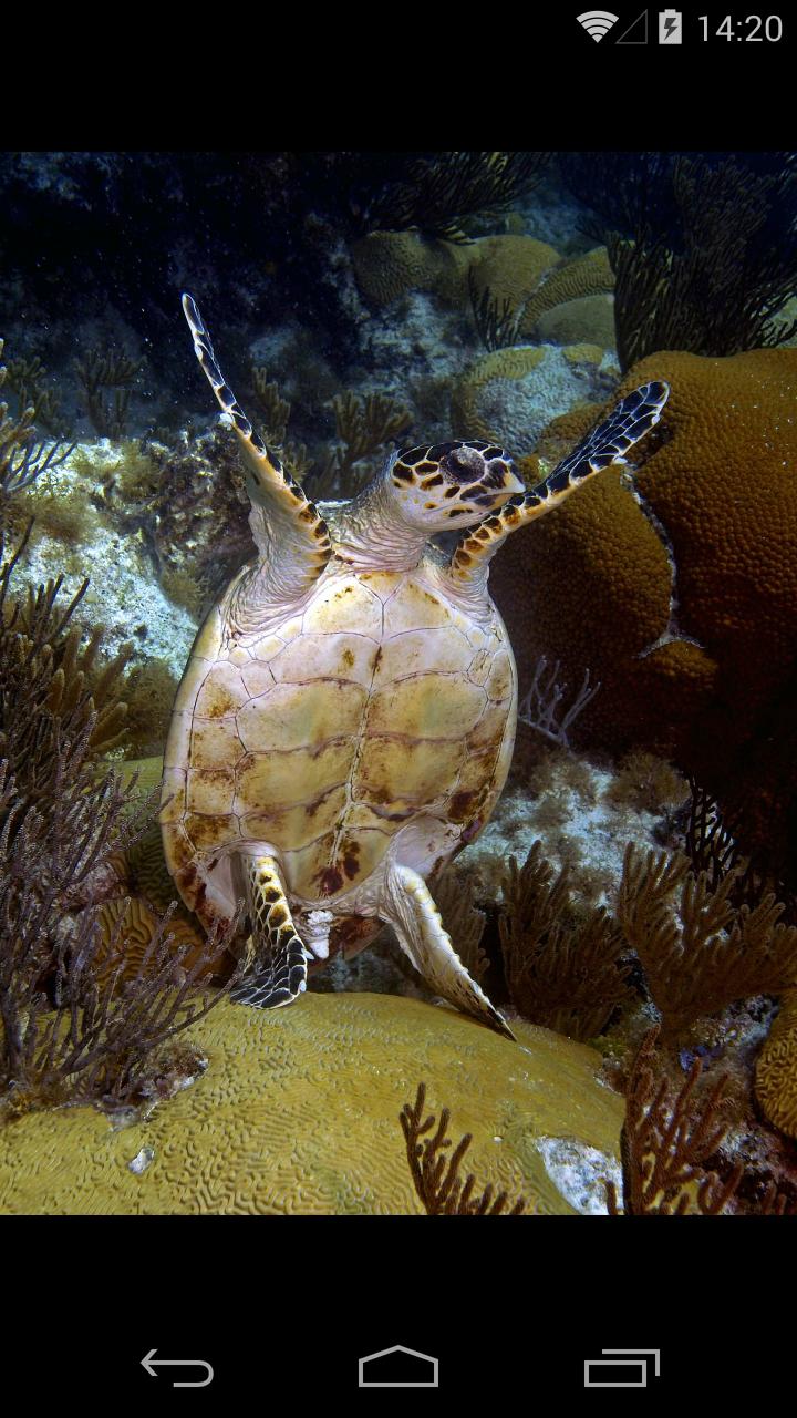 Bermuda Reef Life HD