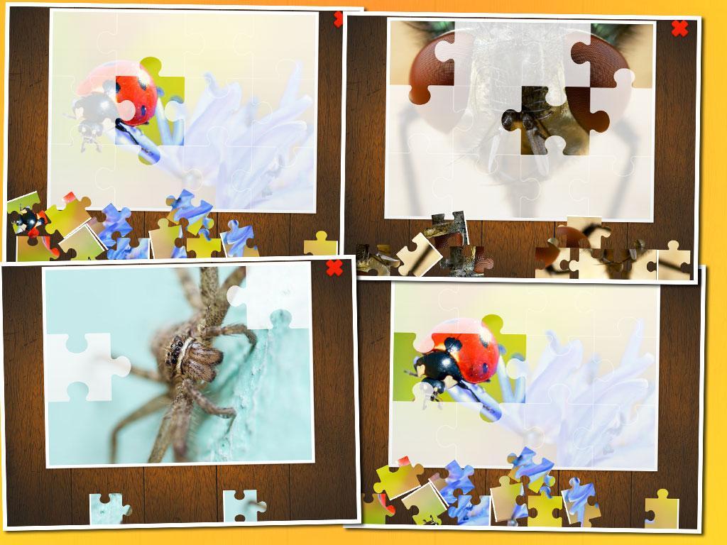 Insects Puzzle