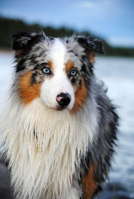 Australian Shepherd Puzzle